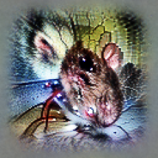 Multimodal Neurons in Artificial Neural Networks